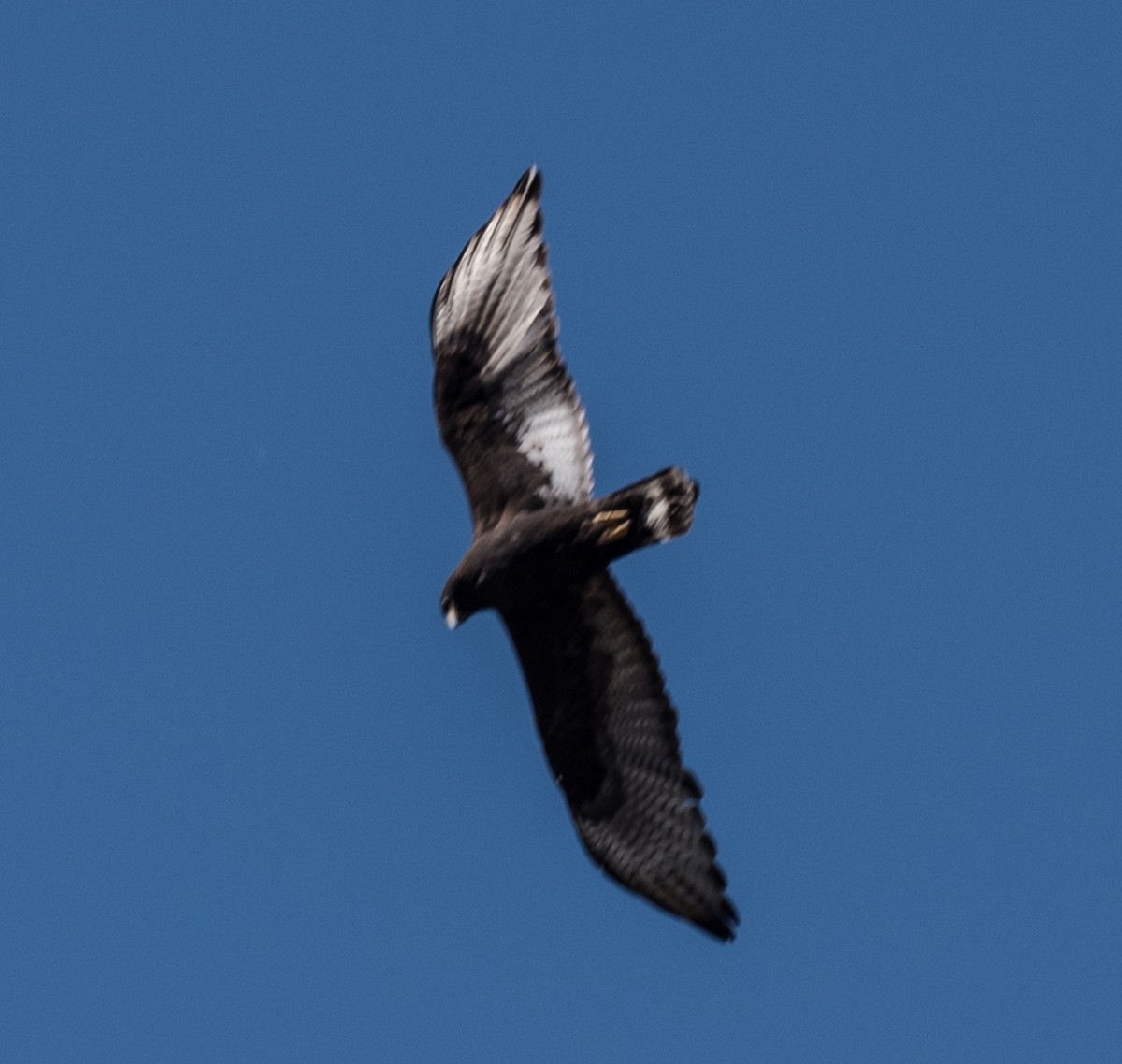 Zone-tailed Hawk - Lee Bush