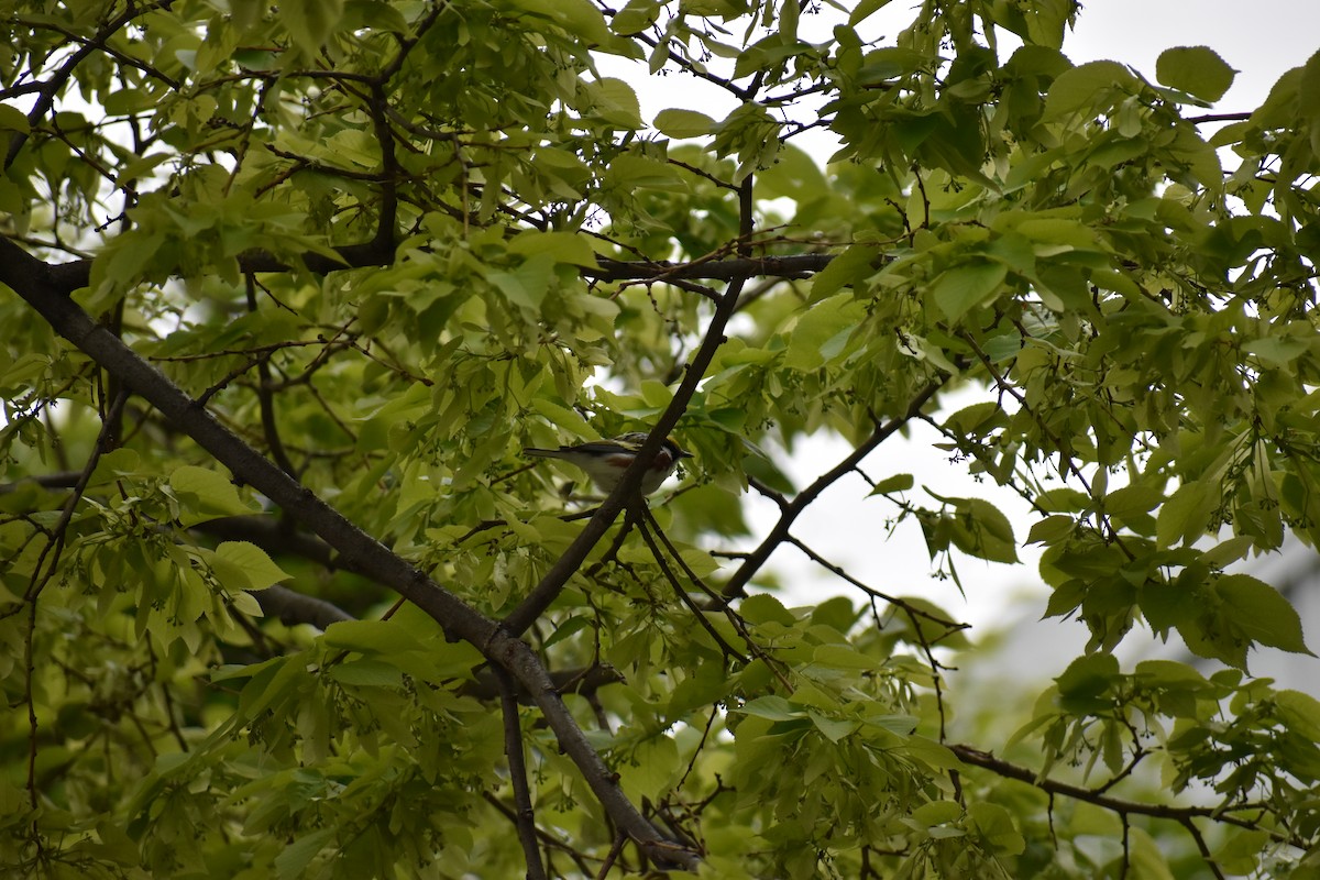 Chestnut-sided Warbler - ML339082701