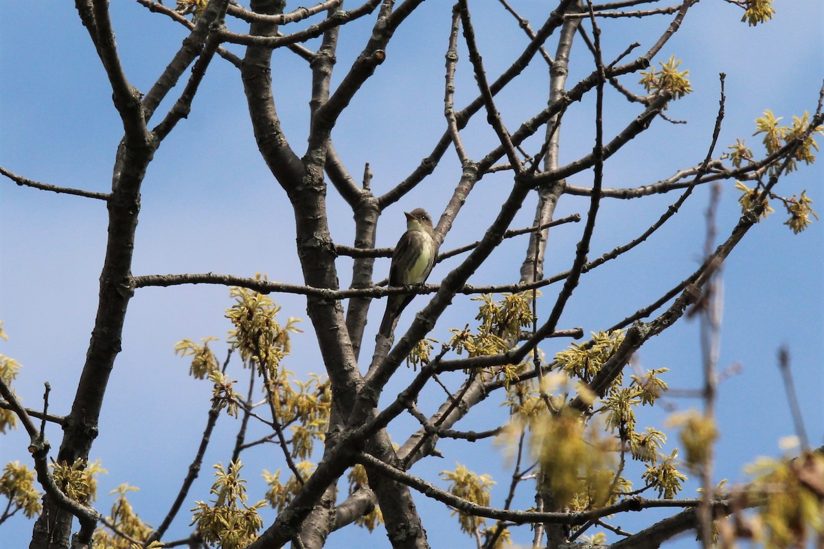 Olive-sided Flycatcher - ML339083291