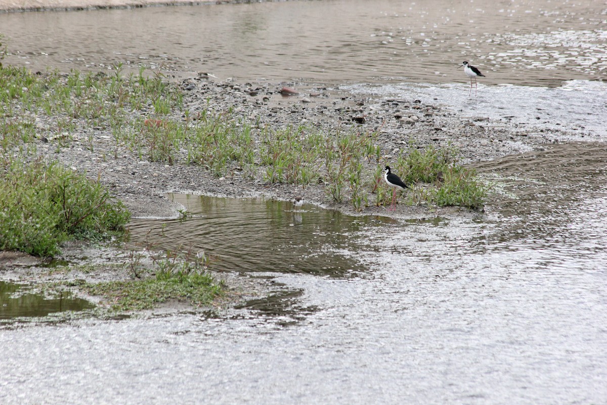 Black-necked Stilt - Travis Mangione