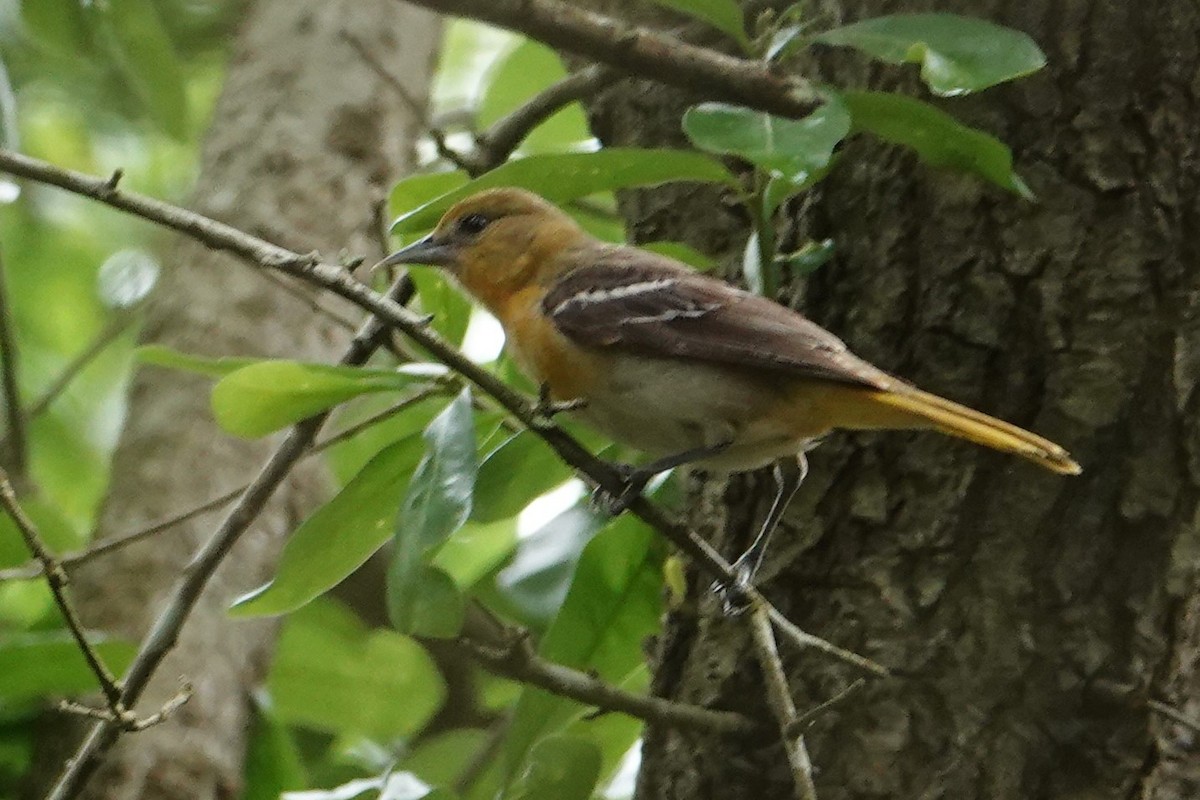 Oriole de Bullock - ML339083661