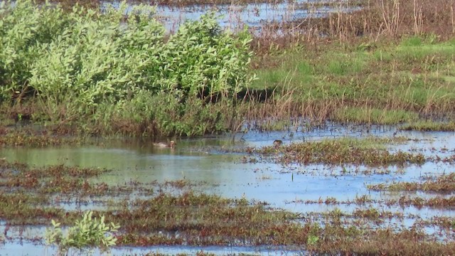 Garganey - ML339084811