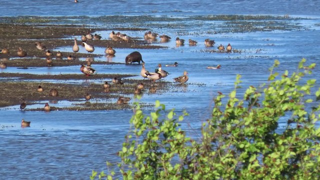 Garganey - ML339087381