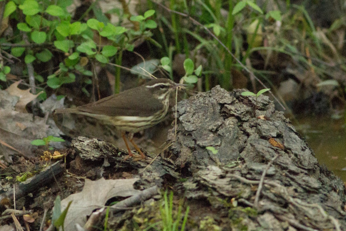 Paruline hochequeue - ML33908871