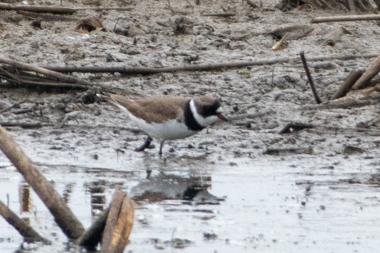 Semipalmated Plover - ML339089771