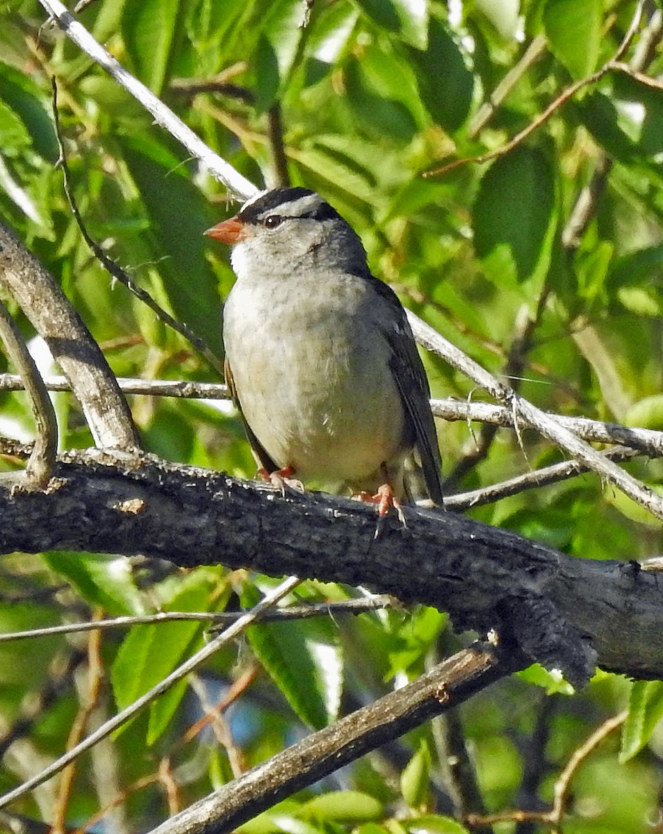 White-crowned Sparrow - ML339090171