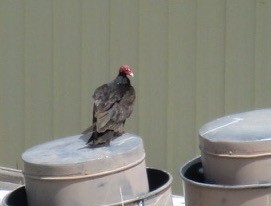 Turkey Vulture - ML339090361