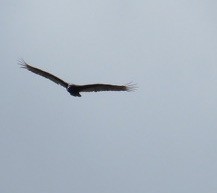 Turkey Vulture - ML339090371