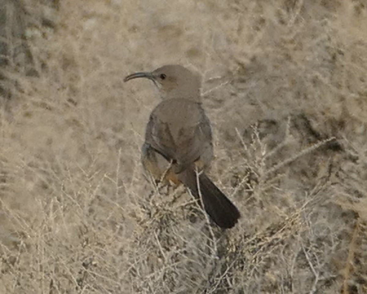 LeConte's Thrasher - ML339090451