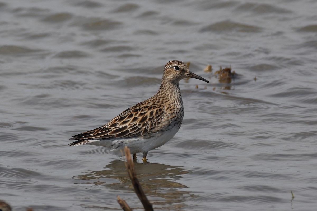 Pectoral Sandpiper - ML339090581