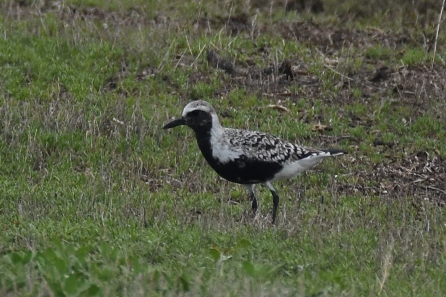 Black-bellied Plover - ML339090621