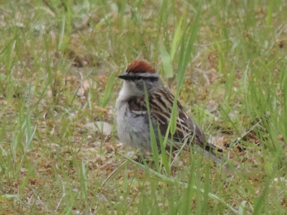 Chipping Sparrow - ML339092381