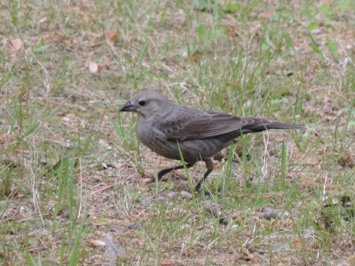 Brown-headed Cowbird - ML339092541