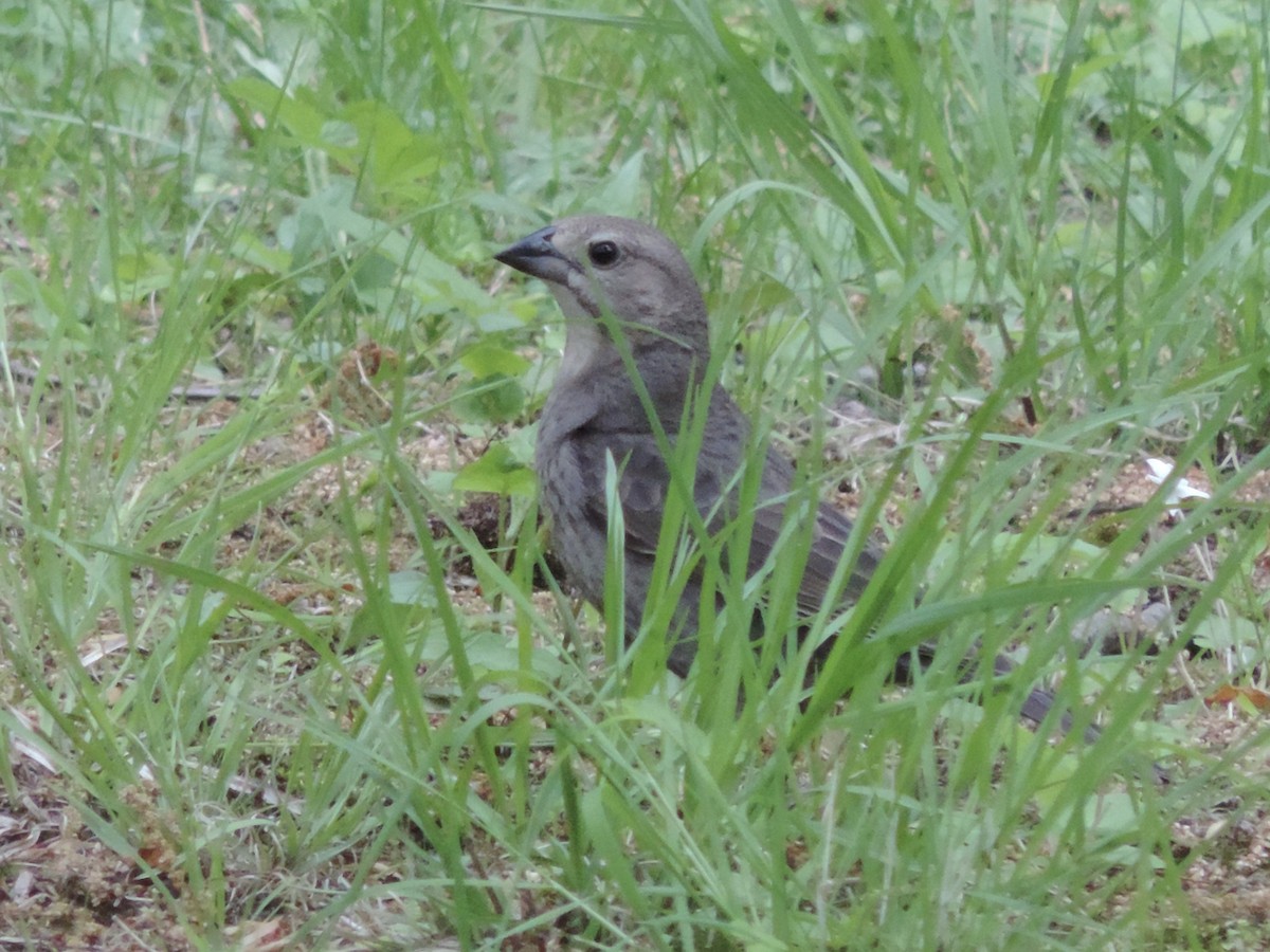 Brown-headed Cowbird - ML339092621