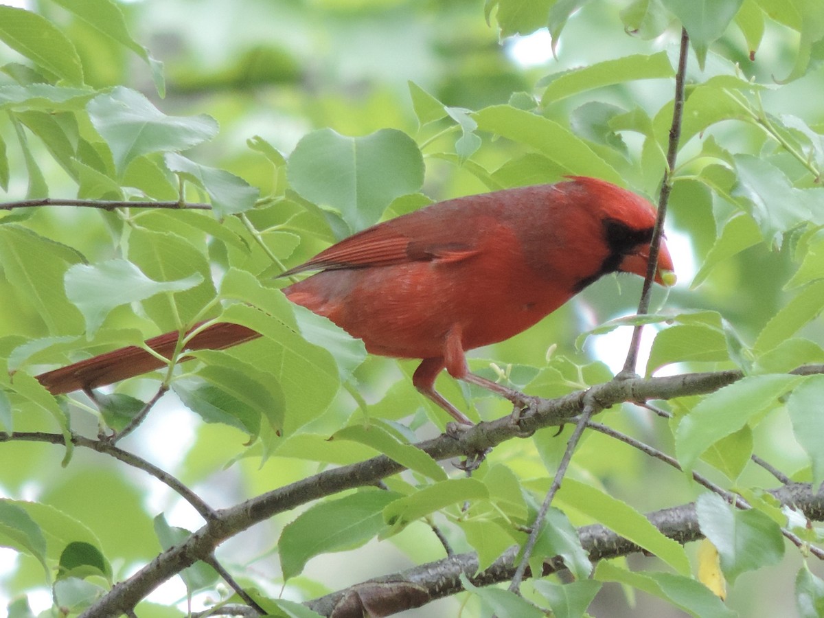 Northern Cardinal - ML339092741