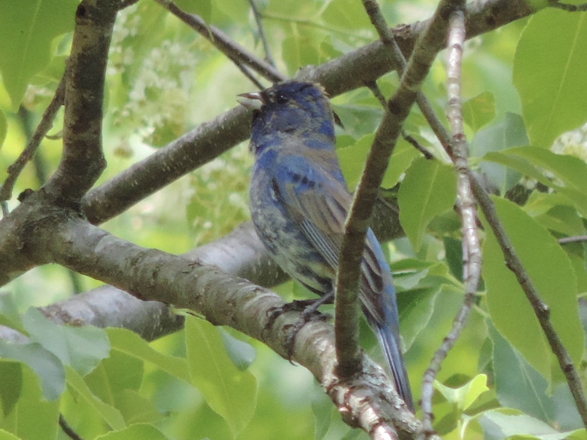 Indigo Bunting - ML339092781