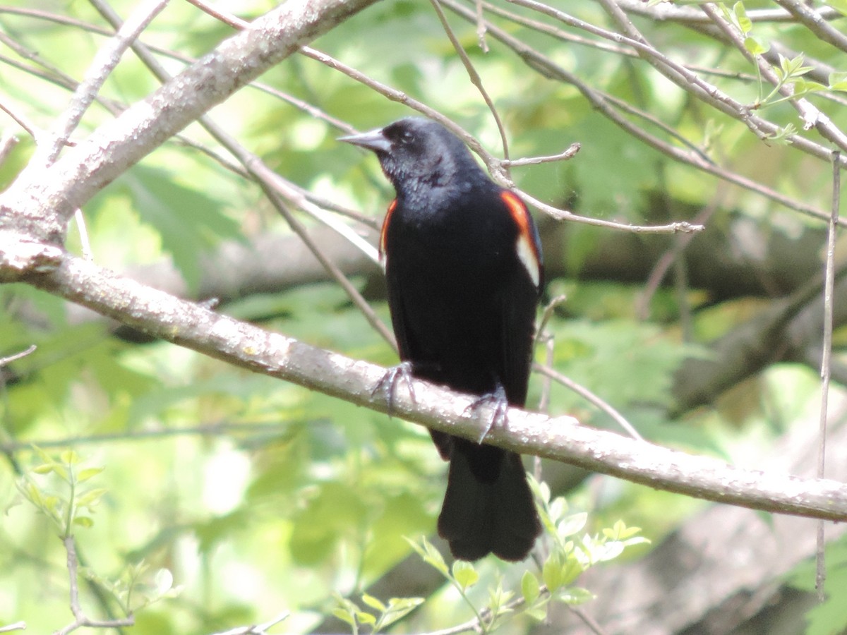 Red-winged Blackbird - ML339093031
