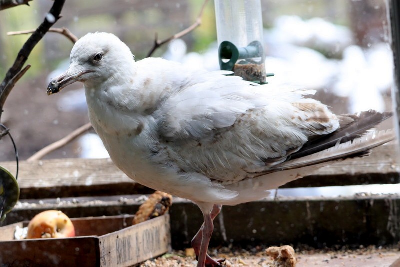 Herring Gull - Kris Webb