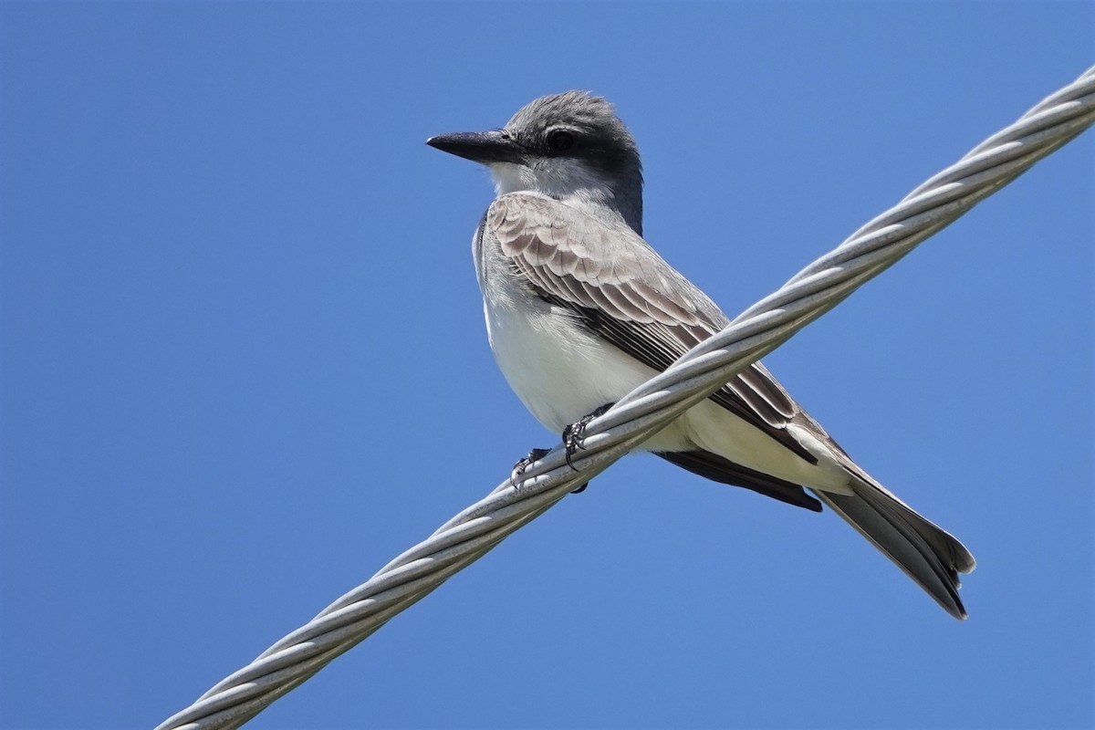 Gray Kingbird - John Allendorf