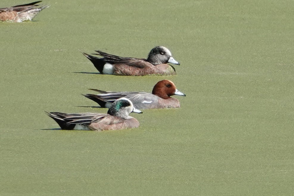 Eurasian Wigeon - John Allendorf