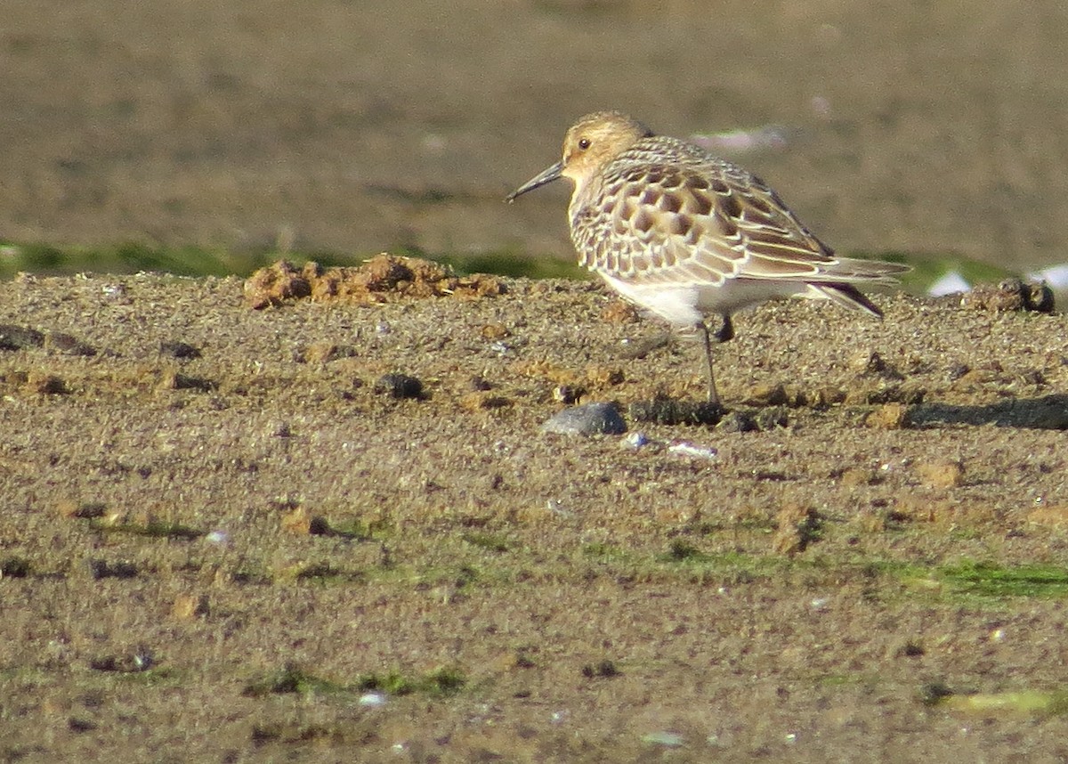 Baird's Sandpiper - Ian Gardner