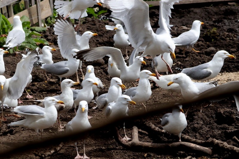 Herring Gull - Kris Webb