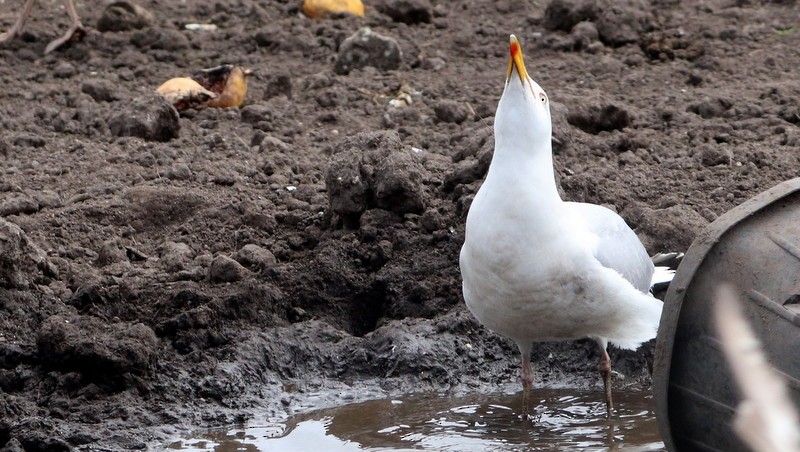 Herring Gull - ML339100261