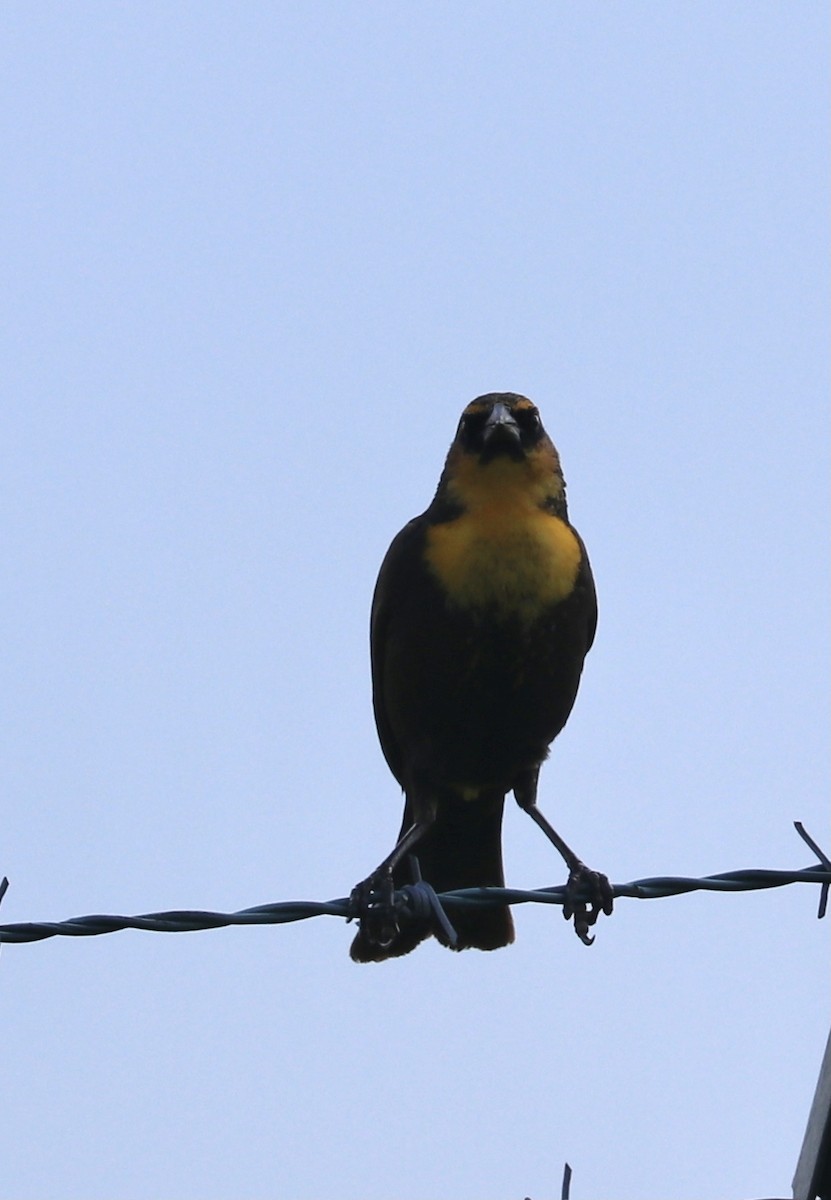 Yellow-headed Blackbird - ML339101621