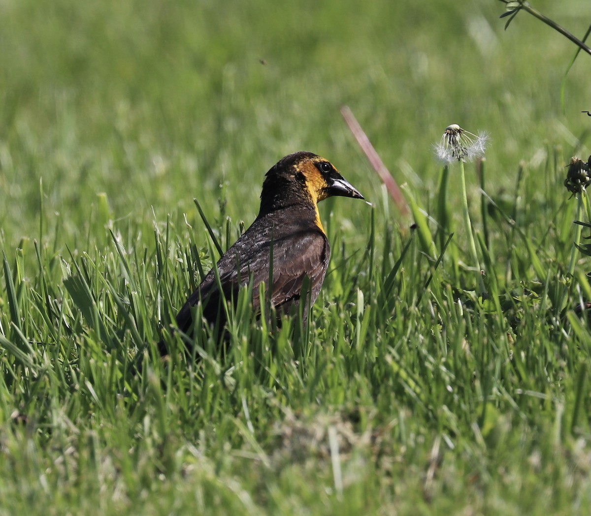 Yellow-headed Blackbird - ML339101651
