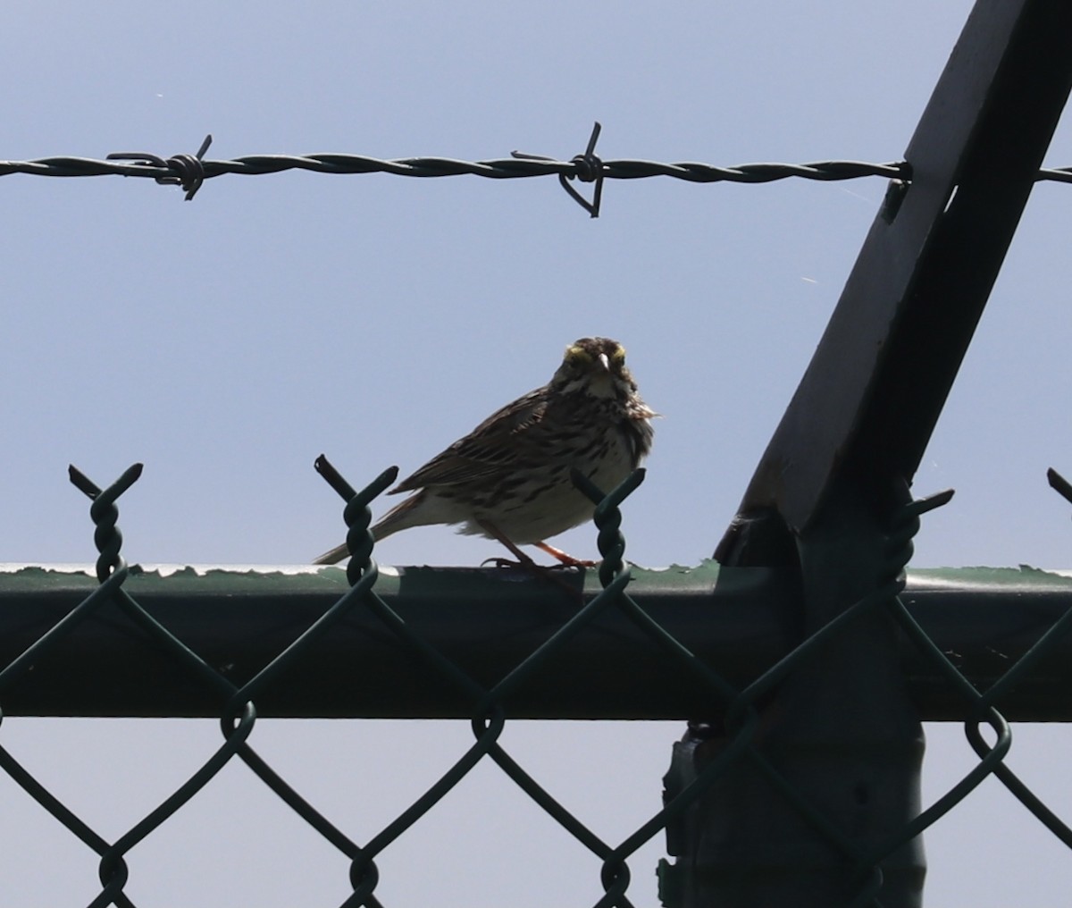 Savannah Sparrow - ML339101901