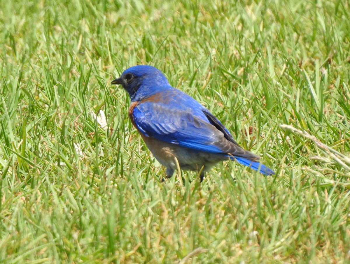 Western Bluebird - ML339102551