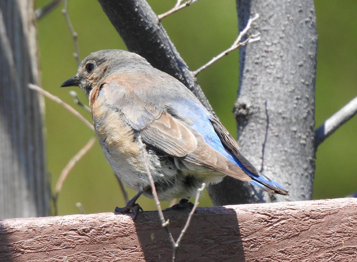 Western Bluebird - ML339102691