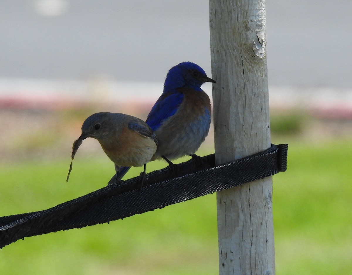 Western Bluebird - ML339102751