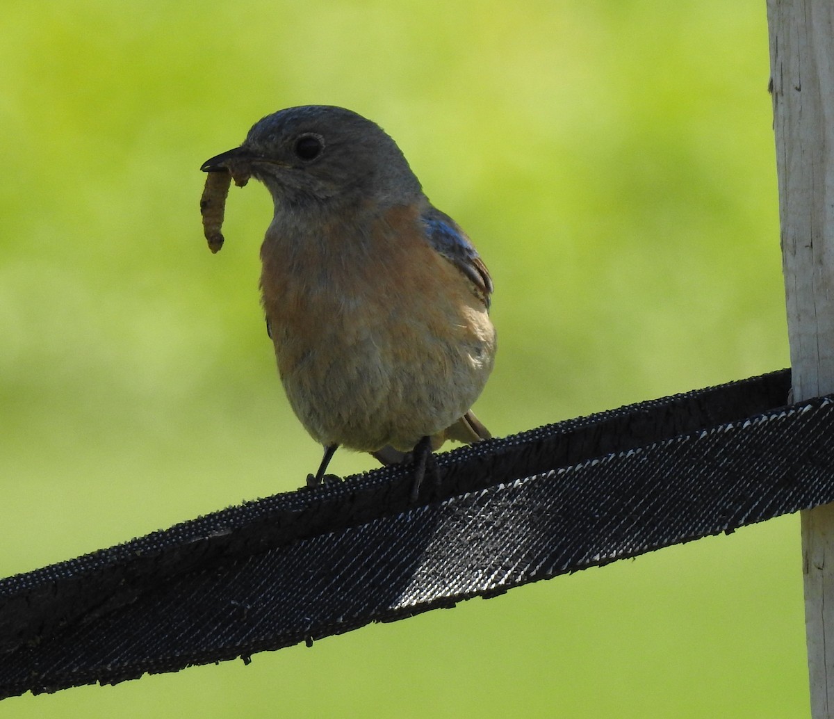 Western Bluebird - ML339102801