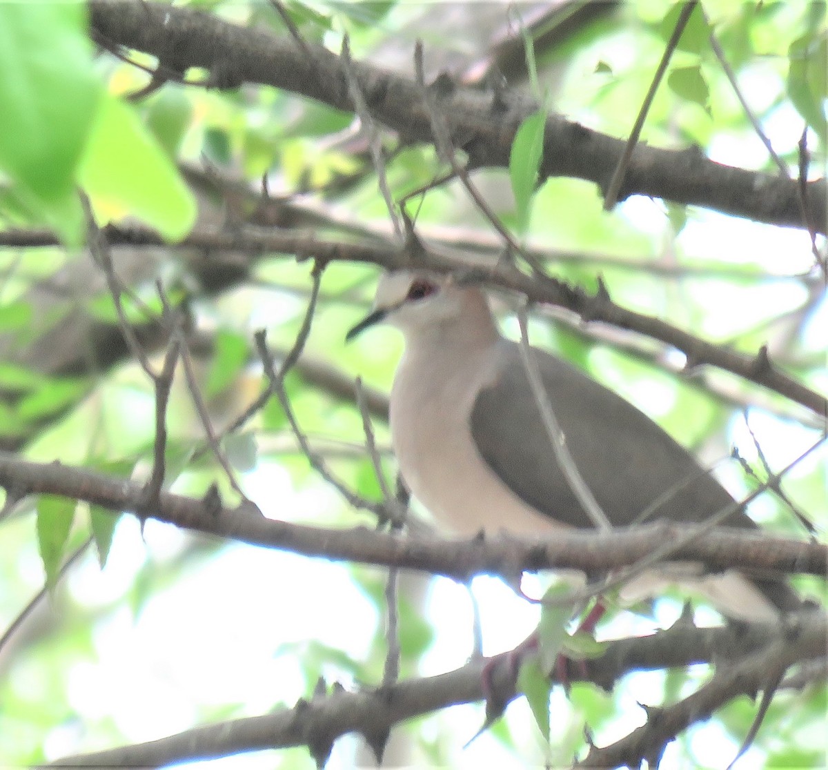 White-tipped Dove - ML339104701