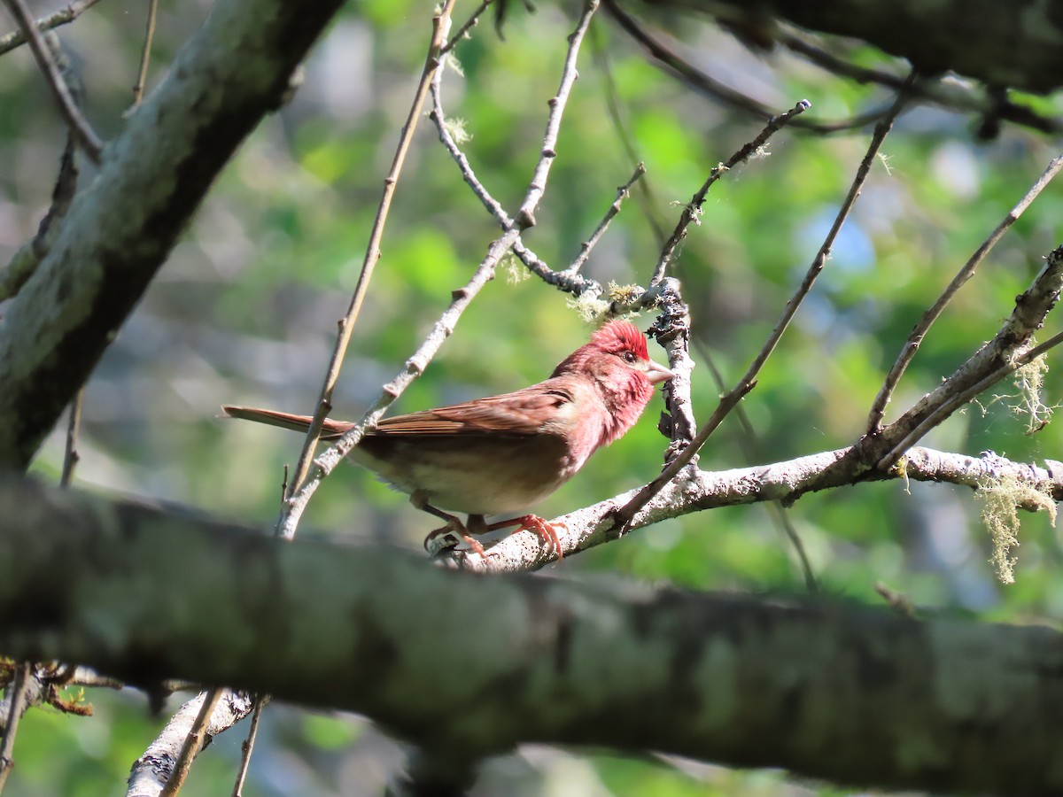 Purple Finch - Kyle Leader