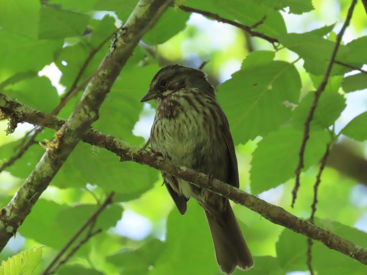 Song Sparrow - Kyle Leader