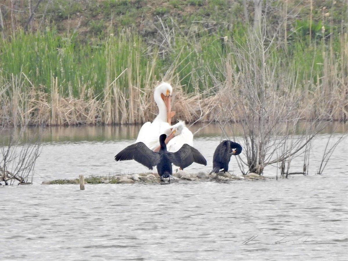 Cormoran à aigrettes - ML339106591