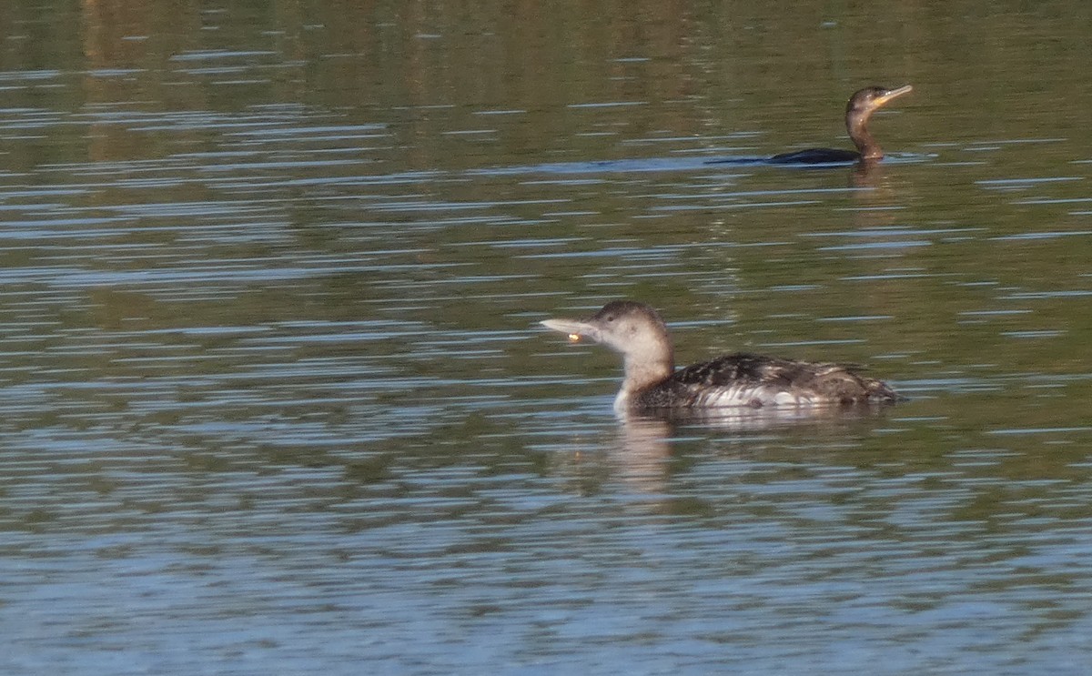 Yellow-billed Loon - Christopher Rustay