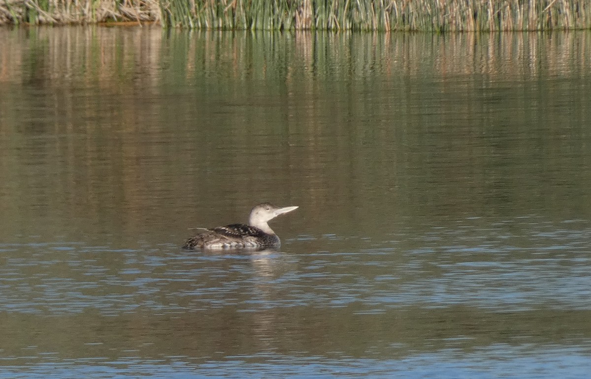 Yellow-billed Loon - ML339107921