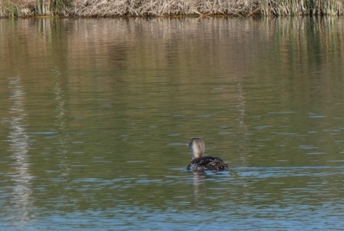 Yellow-billed Loon - ML339107951