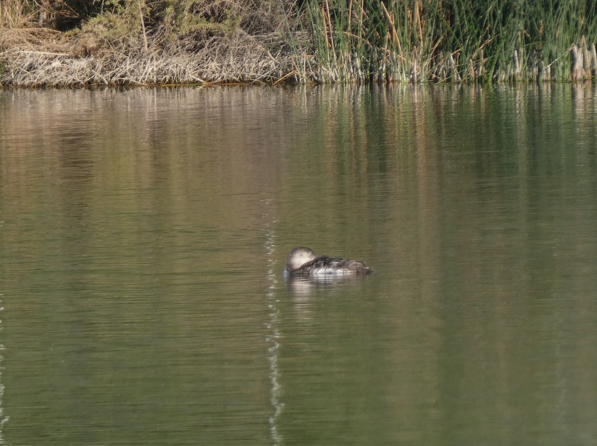 Yellow-billed Loon - ML339107961