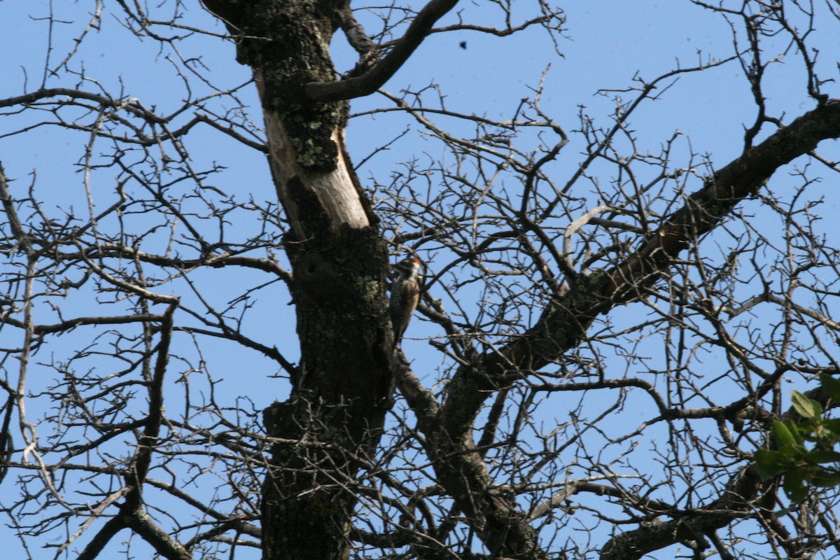 Arizona Woodpecker - ML33910981