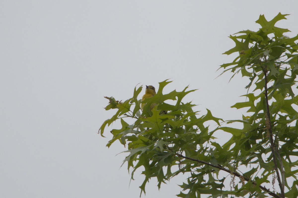 Orchard Oriole - ML339109881