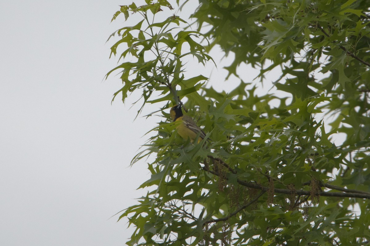 Orchard Oriole - ML339109891