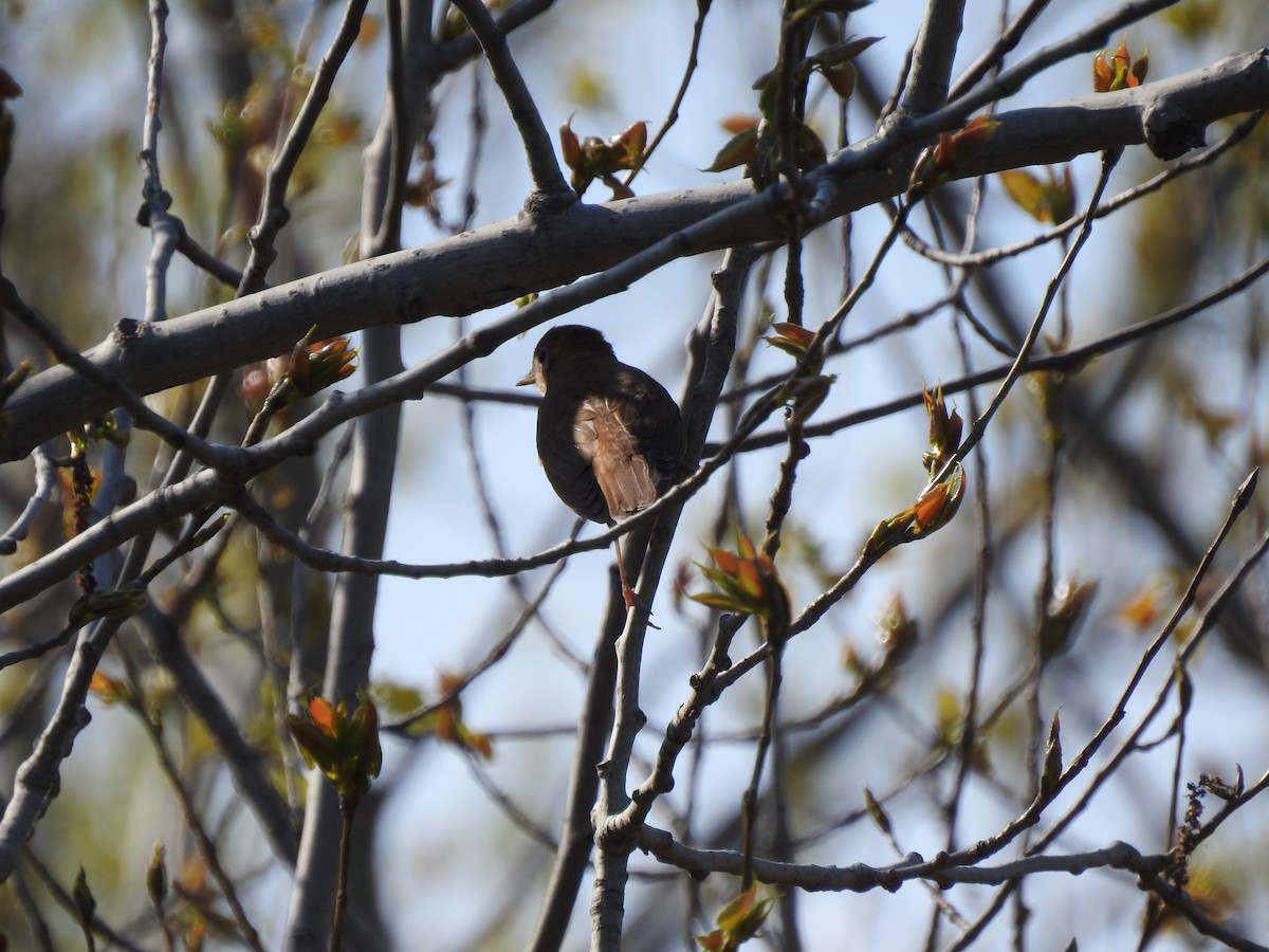 Veery - ML339112281
