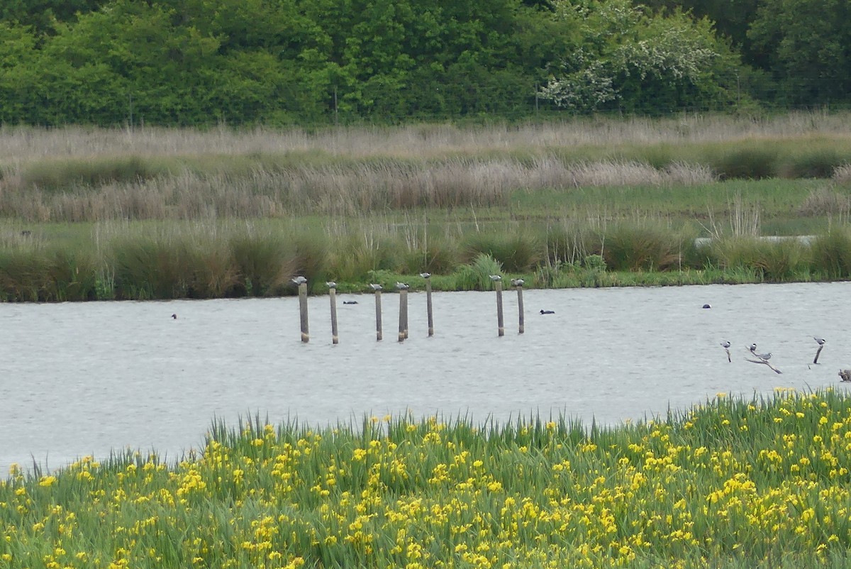 Whiskered Tern - ML339112721