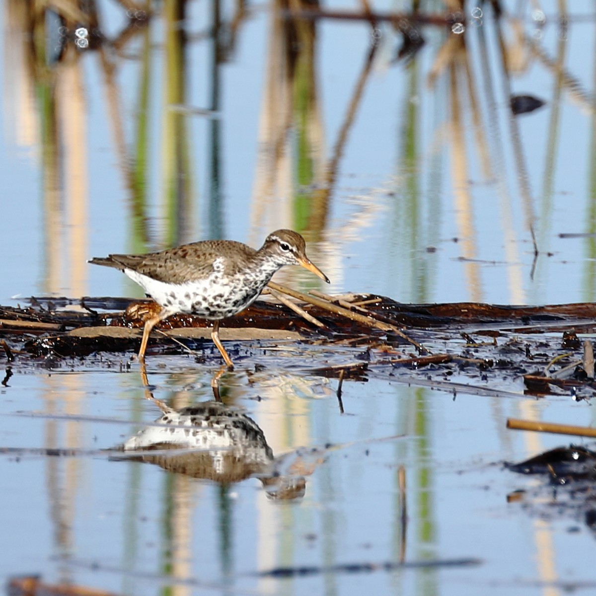 Spotted Sandpiper - ML339115001