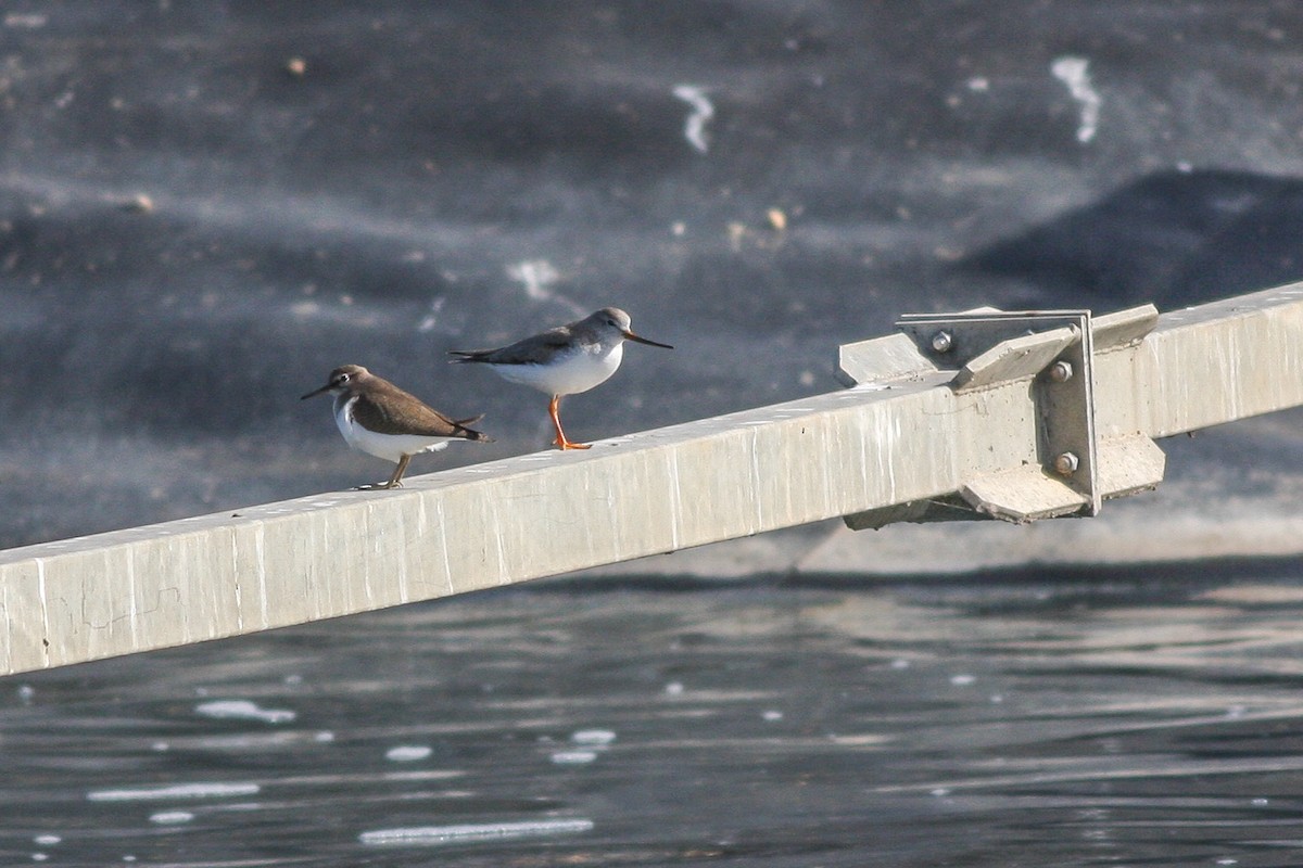 Terek Sandpiper - Rei Segali