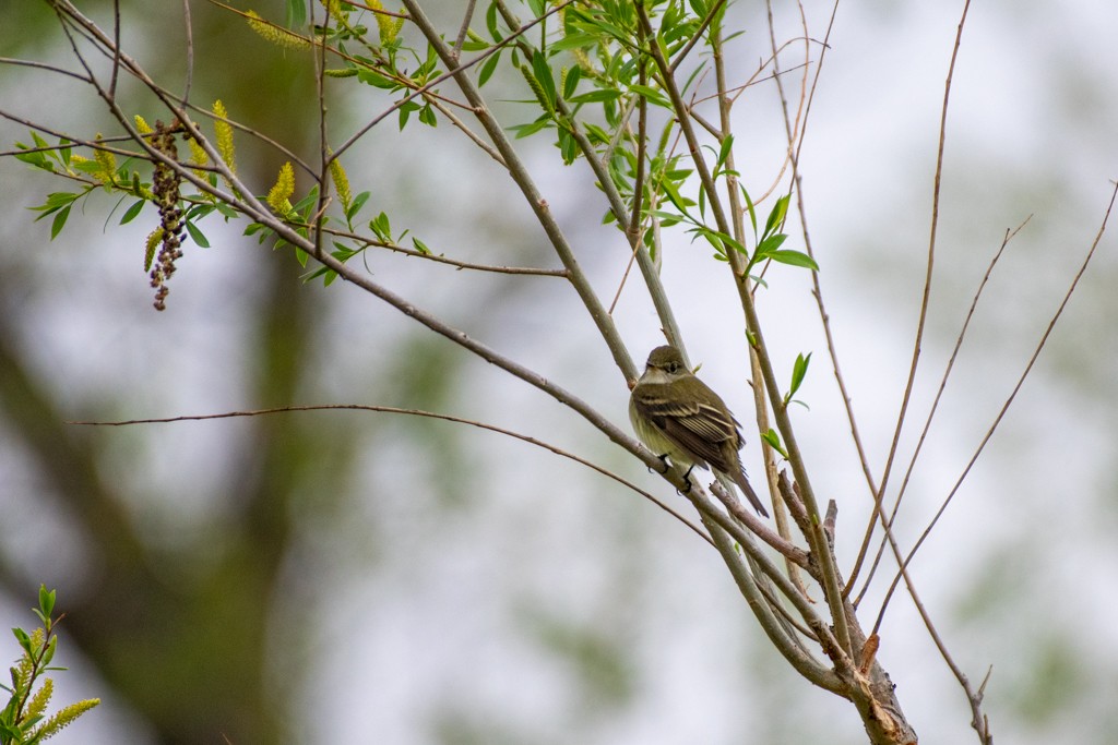 Alder Flycatcher - Terry Liddell